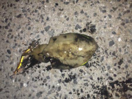 東二見エギングでアオリイカとコウイカ　サイ…