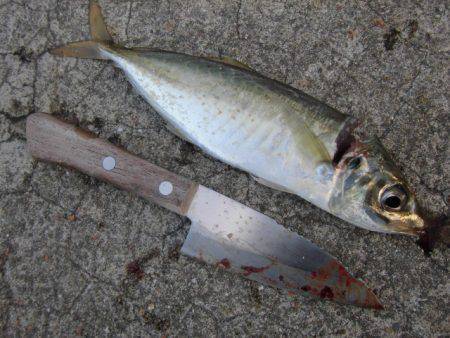 新和歌浦漁港へフカセ釣行　中アジの回遊があ…