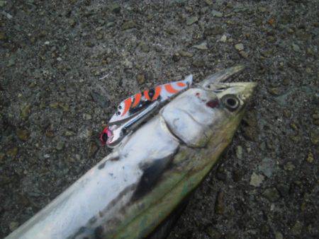 貝塚人口島、沖向きテトラにてワインドでタチ…