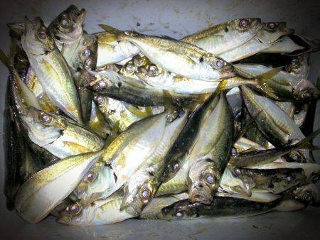 舞洲　サビキで小アジ大漁&ジグで中…