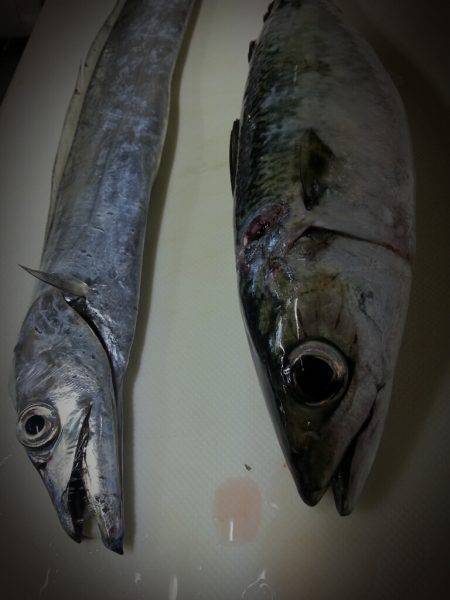 舞洲　メタルジグでサバ　ワインドでタチウオ…