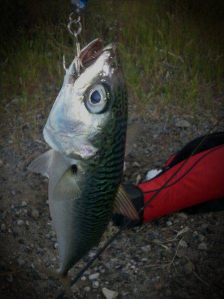 舞洲周辺　メタルジグでサバ入れ食い！　べイ…