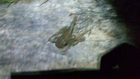 牛ヶ首周辺　エギング釣行もタコ2ハイ