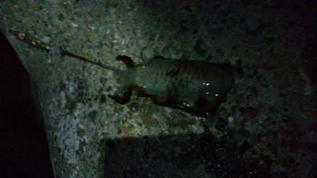 林崎漁港　朝マズメにエギングでアオリイカ　…