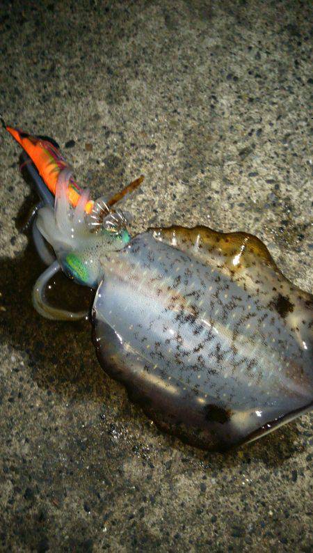 和田周辺エギングでアオリイカ新子〜まだ小さ…