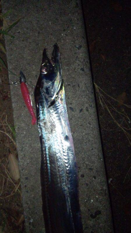 貝塚にてタチウオ調査　ワインドでなかなかの…