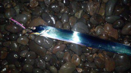 煙樹ヶ浜　日の出1時間前からのタチウオ釣行…