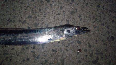 貝塚にてタチウオワインド調査　足下ボトムに…