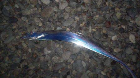 煙樹ヶ浜　友人とルアーでタチウオ＆サゴシ＆…