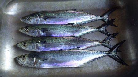 貝塚人工島　1時間のショアジギングで満足釣…