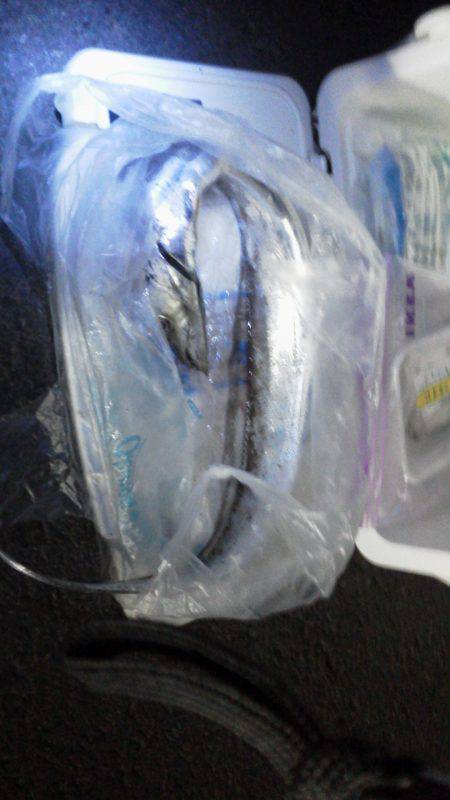 紀ノ川河口のタチウオ狙い　完全に暗くなって…