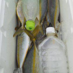 すさみ　遠投カゴ釣りで小型のシマアジ