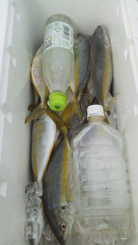 すさみ　遠投カゴ釣りで小型のシマアジ