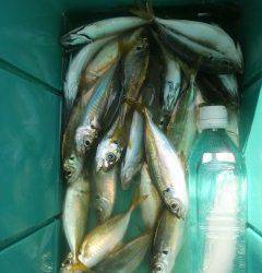 岸和田一文字　サビキでアジ　アジのノマセ釣りでタチウオ・サゴシ