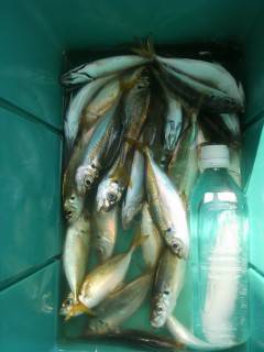 岸和田一文字　サビキでアジ　アジのノマセ釣りでタチウオ・サゴシ