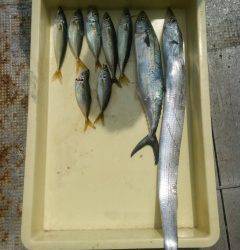 岸和田一文字　サビキでアジ　アジのノマセ釣りでタチウオ・サゴシ