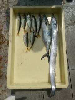 岸和田一文字　サビキでアジ　アジのノマセ釣…