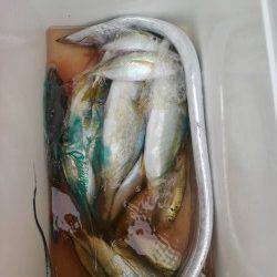 岸和田一文字　ノマセでスズキ75cm・ツバス　ウキ釣りでアコウ・タチウオ