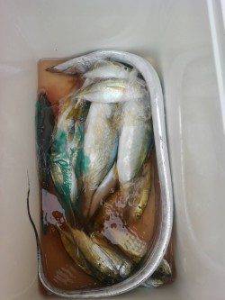 岸和田一文字　ノマセでスズキ75cm・ツバス　ウキ釣りでアコウ・タチウオ