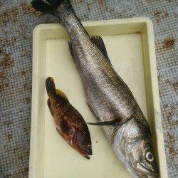 岸和田一文字　ノマセでスズキ75cm・ツバス　ウキ釣りでアコウ・タチウオ