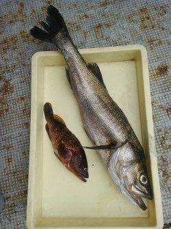 岸和田一文字　ノマセでスズキ75cm・ツバス　ウキ釣りでアコウ・タチウオ