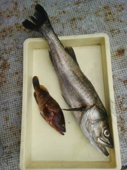 岸和田一文字　ノマセでスズキ75cm・ツバ…