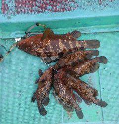 旧の赤灯台でアコウ39cmまでを6匹！