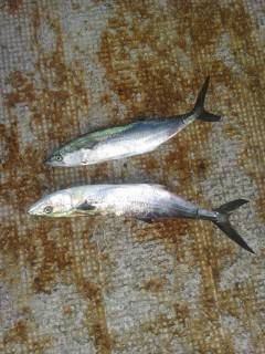 岸和田一文字　沖の北の青物釣果〜メジロ80cmやサゴシ