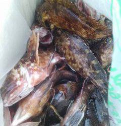 岸和田一文字　沖の北でアコウ36cm、ほかガシラなど