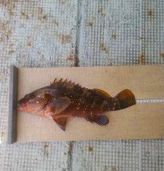 岸和田一文字　沖の北でアコウ36cm、ほかガシラなど