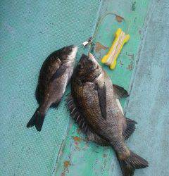 岸和田一文字　中波止にて前打ちでチヌ2枚