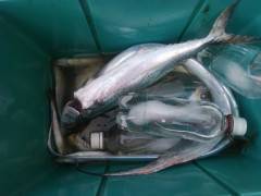 岸和田一文字　沖の北でタチウオ・サゴシ、ほ…