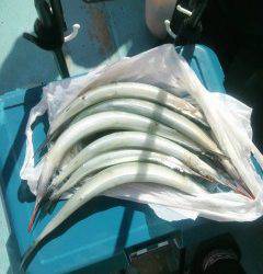 岸和田一文字　沖の北でタチウオ・サゴシ、ほか良型サヨリも！