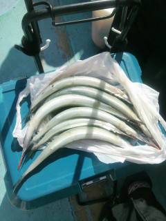 岸和田一文字　沖の北でタチウオ・サゴシ、ほか良型サヨリも！