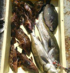 旧の赤灯台でビッグサイズのアコウ46cm！