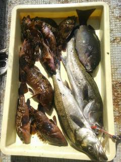 旧の赤灯台でビッグサイズのアコウ46cm！