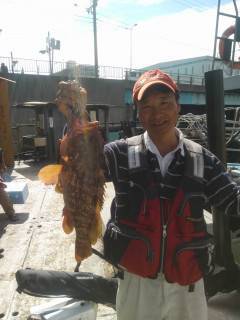 旧の赤灯台でビッグサイズのアコウ46cm！…