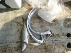 沖の北　アジのノマセでツバス　キビナゴのウ…