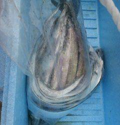 ルアーでサゴシ・タチウオ☆　沖の北と旧の赤灯台での釣果