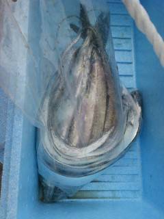 ルアーでサゴシ・タチウオ☆　沖の北と旧の赤…