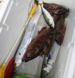 ルアーでサゴシ・タチウオ☆　沖の北と旧の赤灯台での釣果