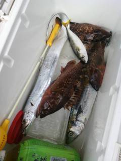 ルアーでサゴシ・タチウオ☆　沖の北と旧の赤灯台での釣果