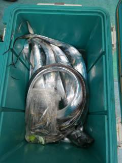 岸和田一文字・沖の北　ドジョウの引き釣りで…