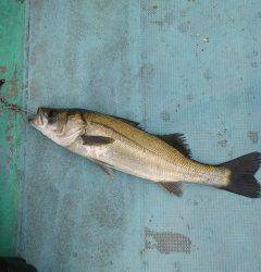 岸和田一文字・沖の北　ドジョウの引き釣りでタチウオの釣果
