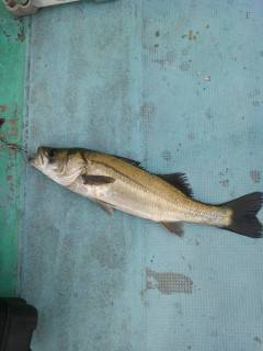 岸和田一文字・沖の北　ドジョウの引き釣りでタチウオの釣果