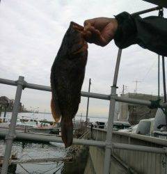 【20日】岸和田一文字・旧の赤灯台の釣果〜アコウ38cm・小アジ200匹