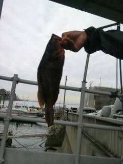 【20日】岸和田一文字・旧の赤灯台の釣果〜…