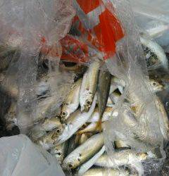 【20日】岸和田一文字・旧の赤灯台の釣果〜アコウ38cm・小アジ200匹