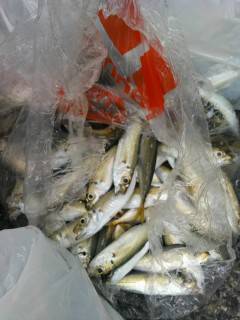 【20日】岸和田一文字・旧の赤灯台の釣果〜アコウ38cm・小アジ200匹