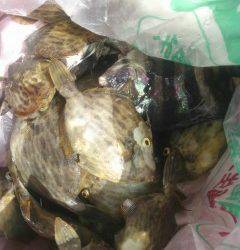 岸和田一文字　沖の北でカワハギ・サンバソウの釣果